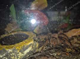 Various tarantulas for sale