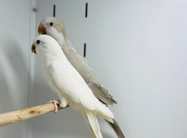 Quaker parrot