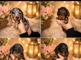 Kc gorgeous miniature dachshund puppies