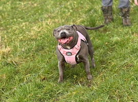 Staffordshire bull terrier puppys