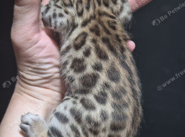 Beautiful full breed bengal kit