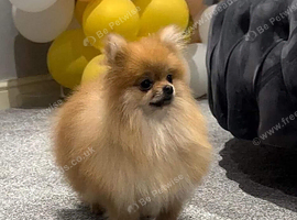 Tiny teddy pomeranian
