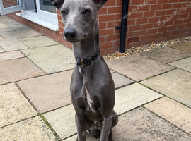 Male Whippet KC Registered