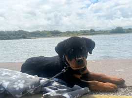12 week gorgeous male