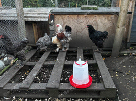 Brahma chicks