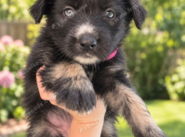 German shepherd x Siberian husky puppies