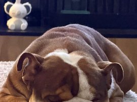 English bulldog for rehoming