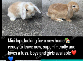 Mini lops