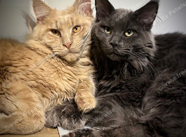 Beautiful full maine coon kittens ready now