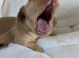 KC pra clear long haired miniature dachshund