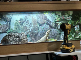 female bearded dragon