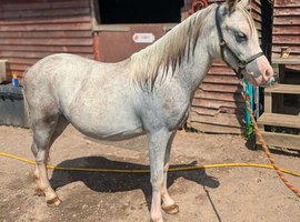 Registered A filly