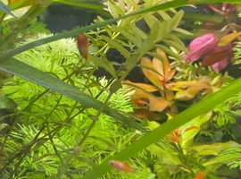 Baby platys