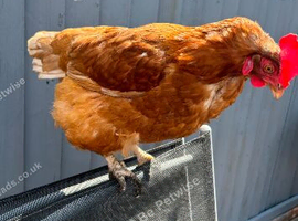 2 lohman hens