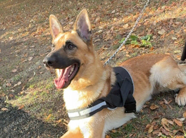 2 year old German shepherd