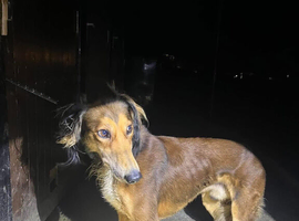 4 year old saluki-Chase
