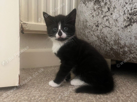 Kittens