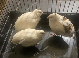 Coturnix jumbo quails 1 female 2 male