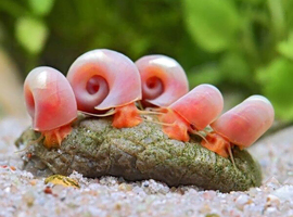 Ramshorn Snails &times;5