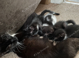 3lovely kittens looking for forever homes