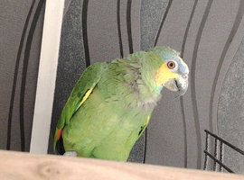 Blue fronted amazon parrot