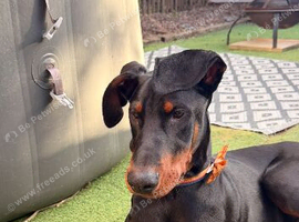 10 month old KC registered Doberman