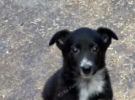 Border Collie Puppies
