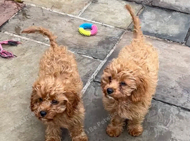 Two lovely Cavapoos Boys