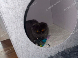 Kitten 8month old for sale