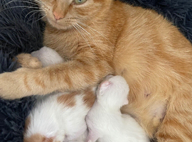 3 6 week old kittens for sale