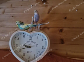 Budgies