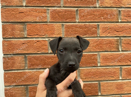 Patterdale Terriers looking for forever home
