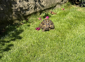 For Sale - Adult Tortoise