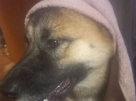 Alaskan malamute x Akita