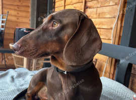 KC reg. Chocolate and tan standard smooth haired dachshund