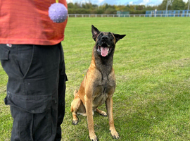 Belgian Malinois Stud