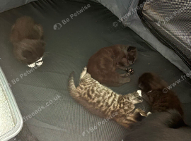 Kittens for sale
