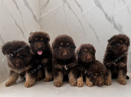 Beautiful German Shepherd puppies