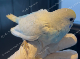 Tame rainbow budgie