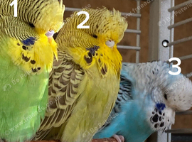Exhibition Budgies