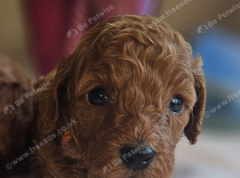 Licensed breeder, red tiny toy cavapoo litter