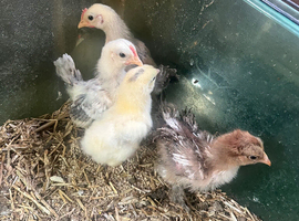 Week old chicks