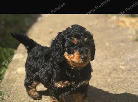 1 male Daxipoo left
