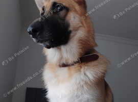 Ragnar the German Shepherd stud