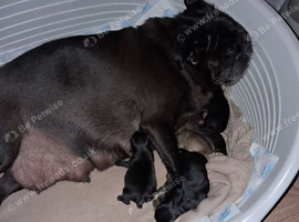 Pug puppies