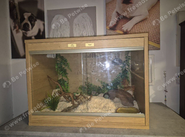 Baby milk snake and viv