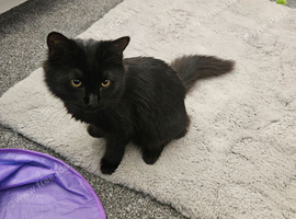 Lovely female 6 month old British longhair x domestic shorthair