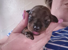 Miniature wire haired dachshund pups