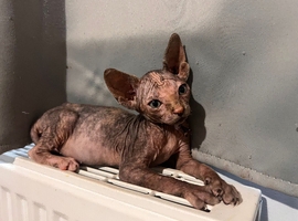 Adorable Canadian Sphynx Kittens