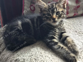 5 beautiful playful 10 week old kittens